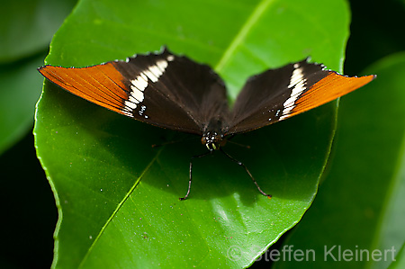 196 Schokoladenfalter - Siproeta epaphus